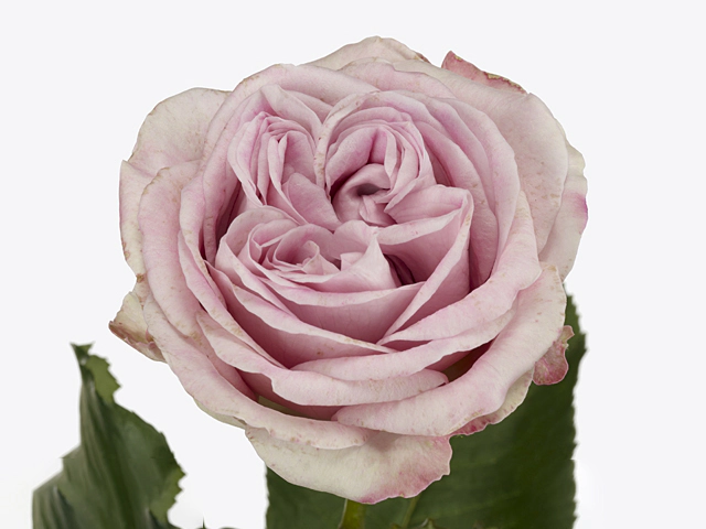 Роза крупноцветковая "Patchouli"