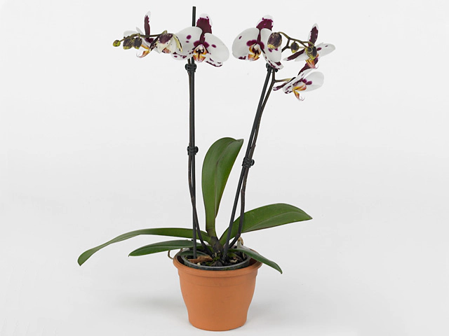 Phalaenopsis Floriclone Astrella