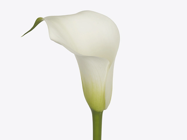 Zantedeschia 'Captain Everest'