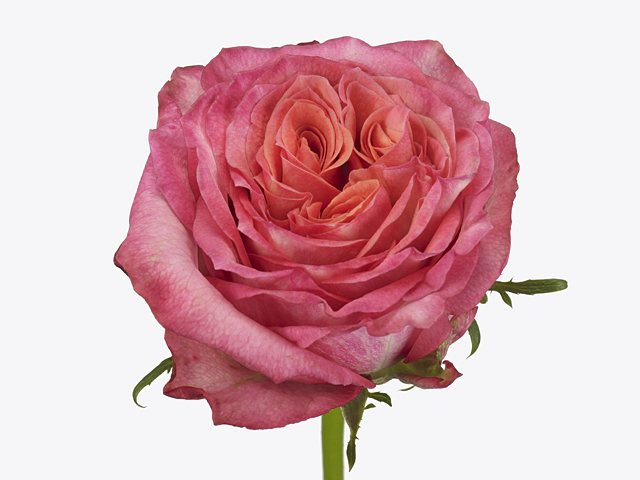 Роза крупноцветковая "Pink Horizon@"