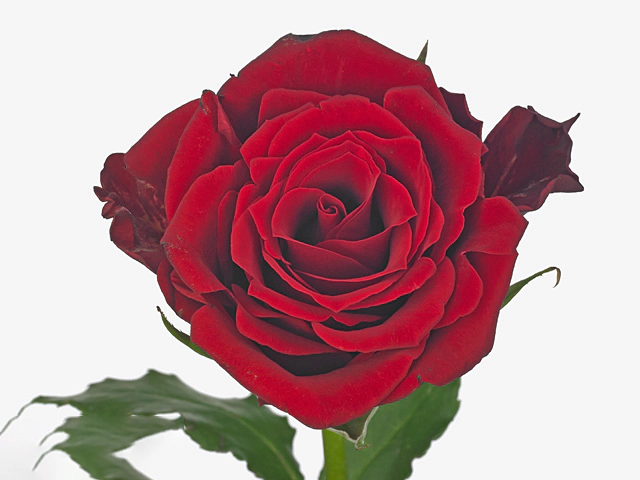 Rosa large flowered Love Letter