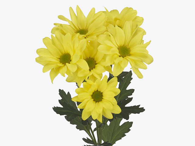 Chrysanthemum (Indicum Grp) spray Dicha