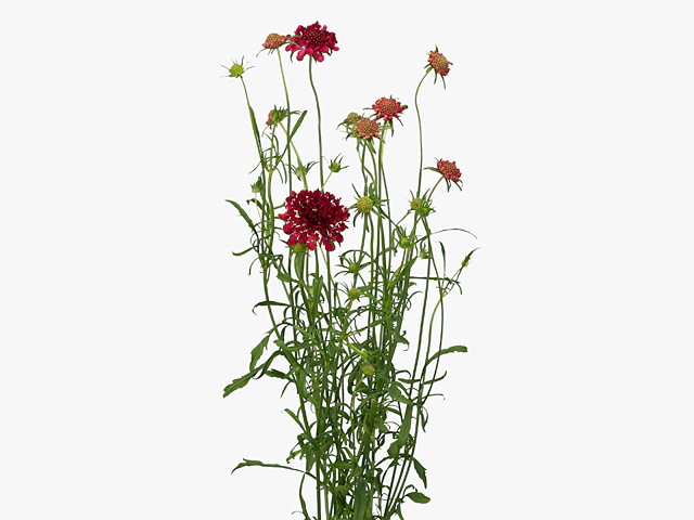 Scabiosa atropurpurea 'Fire King'