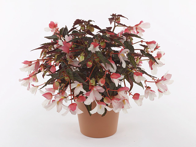Begonia boliviensis 'Wendy Candy Bicolour'