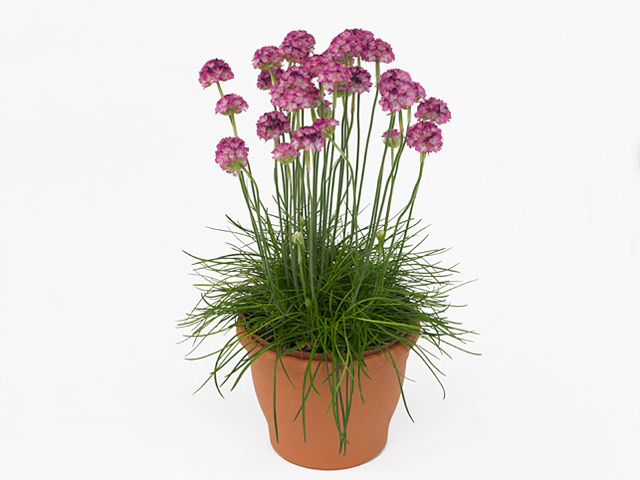 Armeria maritima Armada Rose