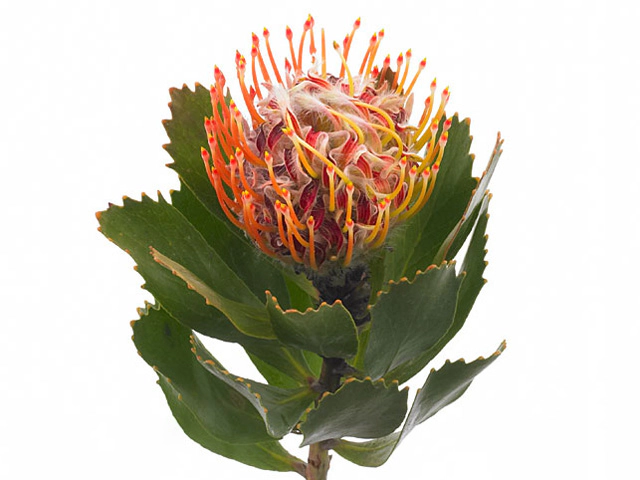 Leucospermum glabrum 'Helderfontein'