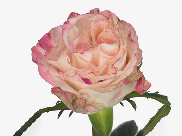 Роза крупноцветковая "Very Cute"