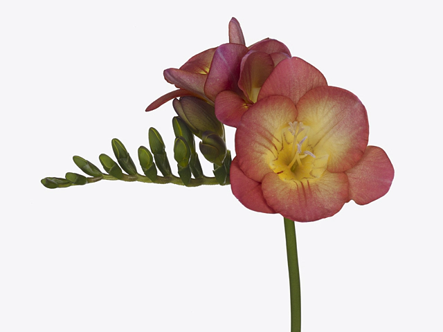 Freesia single flowered 'Sirtaki'
