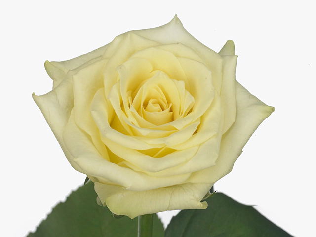Роза крупноцветковая "Blonde Beauty"