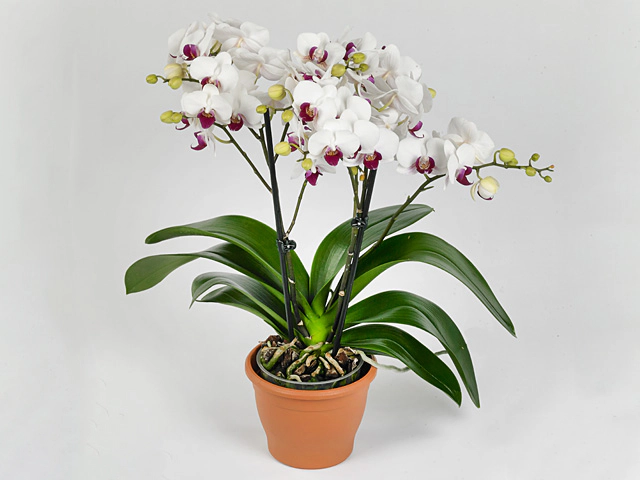 Phalaenopsis Multifloratypes Floriclone Safe Haven
