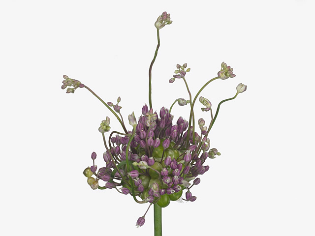 Allium ampeloprasum var. babingtonii 'Green Drops'
