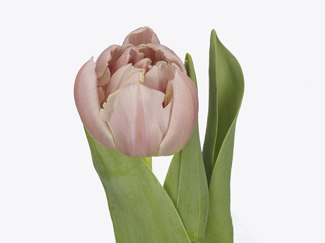 Tulipa (Double Early Grp) 'Daphne'