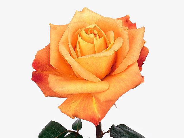 Роза крупноцветковая "Brokat"