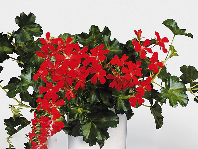 Pelargonium (Peltatum Grp) 'Decora Rood'