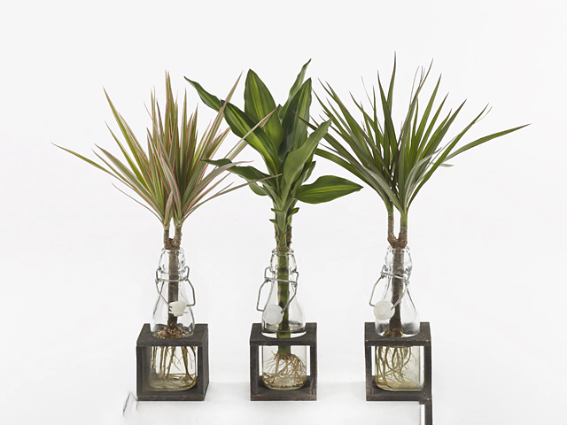 Arrangementen Dracaena