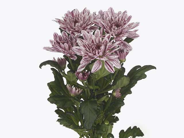 Chrysanthemum (Indicum Grp) spray Canon