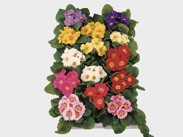 Primula (Acaulis Grp) mixed