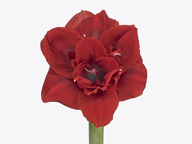 Hippeastrum (Double Galaxy Grp) Scarlet Nymph
