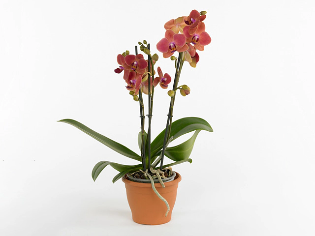 Phalaenopsis Multifloratypes Floriclone Mandarin Madness