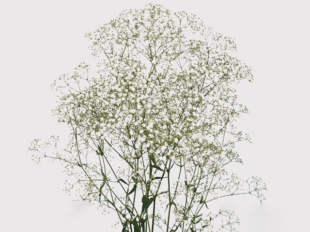 Gypsophila paniculata Million Stars