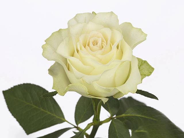 Роза крупноцветковая "Pearl Jumilia"