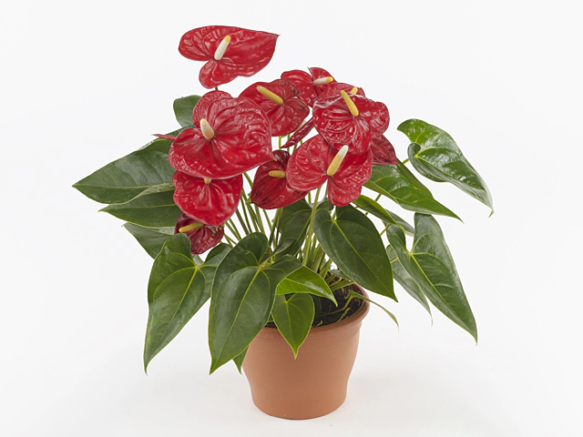 Anthurium (Andreanum Grp) Mauii Red