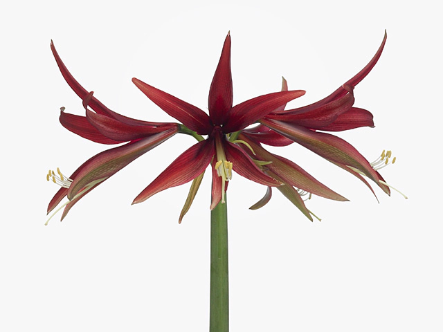 Hippeastrum (Spider Grp) 'Piripiri'