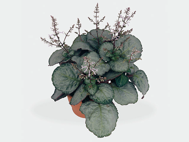 Plectranthus oertendahlii 'Silver Star'