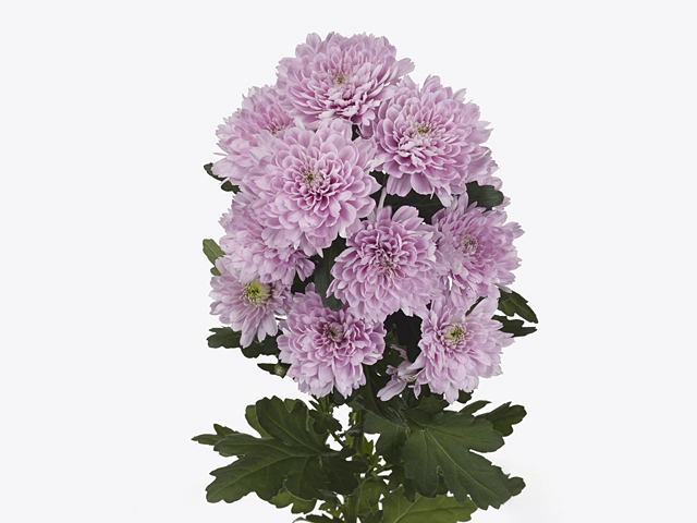 Chrysanthemum (Indicum Grp) spray Kalimba