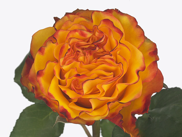 Rosa large flowered Dancing With Fire@