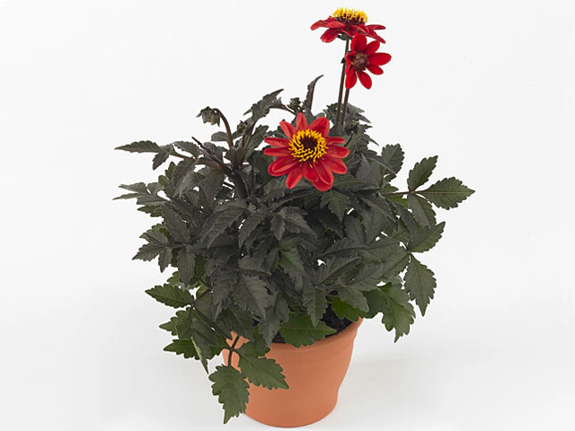 Dahlia (Single-flowered Grp) Dark Angel Dracula