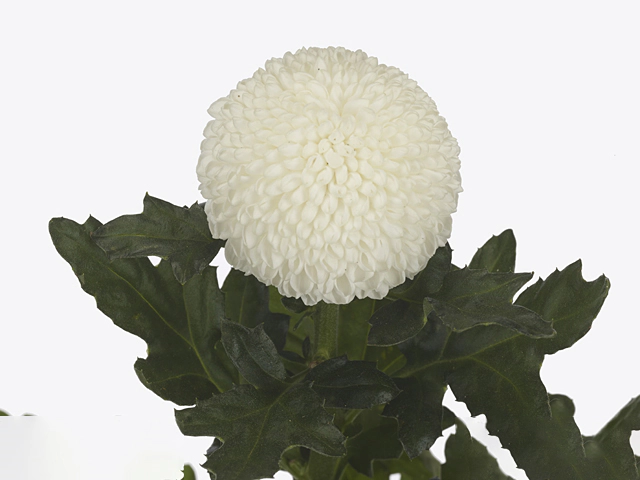 Chrysanthemum (Indicum Grp) disbudded Laporta