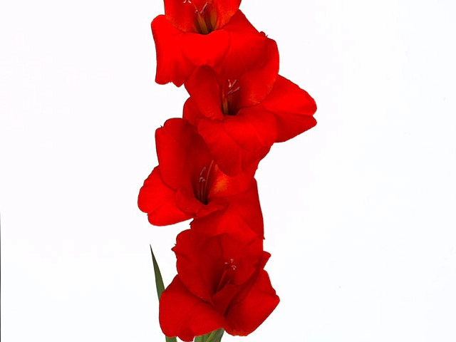 Гладиолус крупноцветковый "Red Matador"
