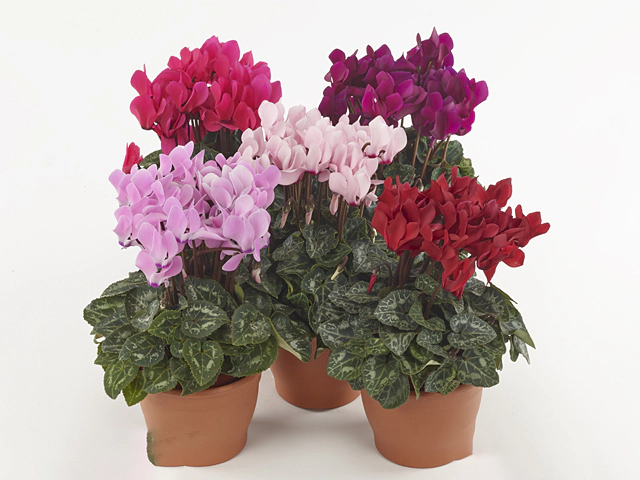 Cyclamen persicum small flowered Metis Outstanding