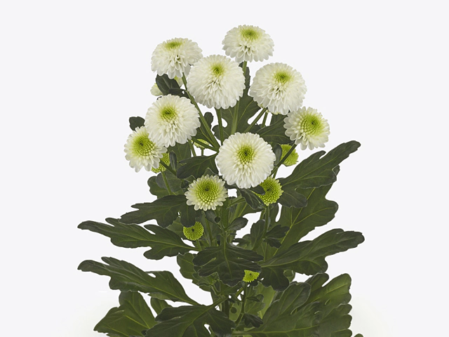 Chrysanthemum (Indicum Grp) spray santini Keva