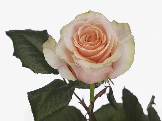 Роза крупноцветковая "Delphine!"