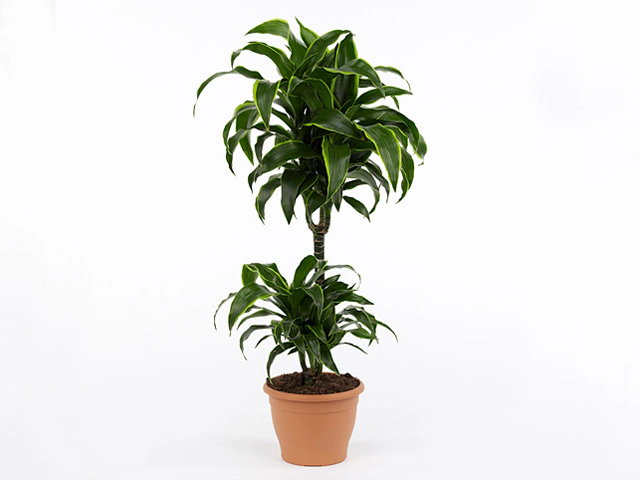 Dracaena fragrans (Compacta Grp) 'Dorado'