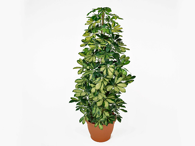 Schefflera arboricola 'Dalton'