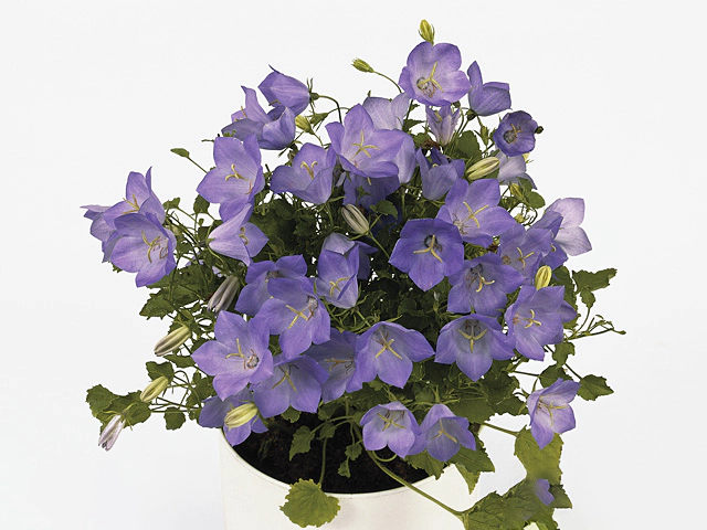 Campanula carpatica