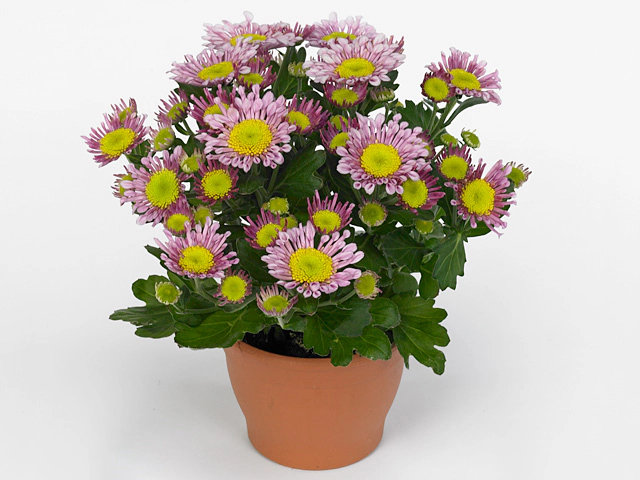 Chrysanthemum (Indicum Grp) Splash Expression