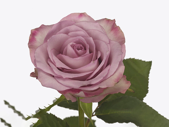 Rosa large flowered Thriller