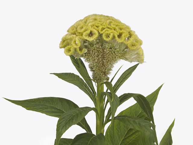 Celosia argentea (Cristata Grp) 'Lime Delight'