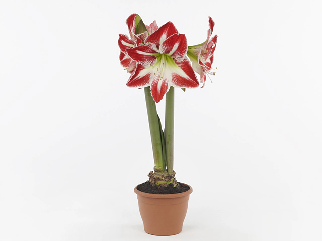 Hippeastrum (Galaxy Grp) 'Spartacus'