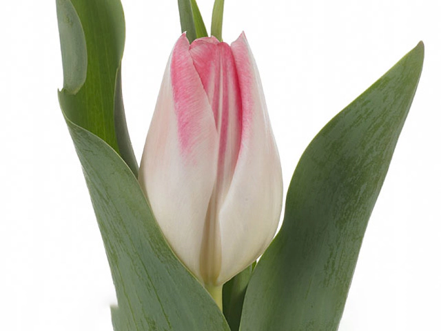 Тюльпан Триумф "Mickey Chic"