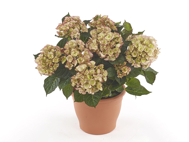 Hydrangea macrophylla 'Drenthe Dark Pink'