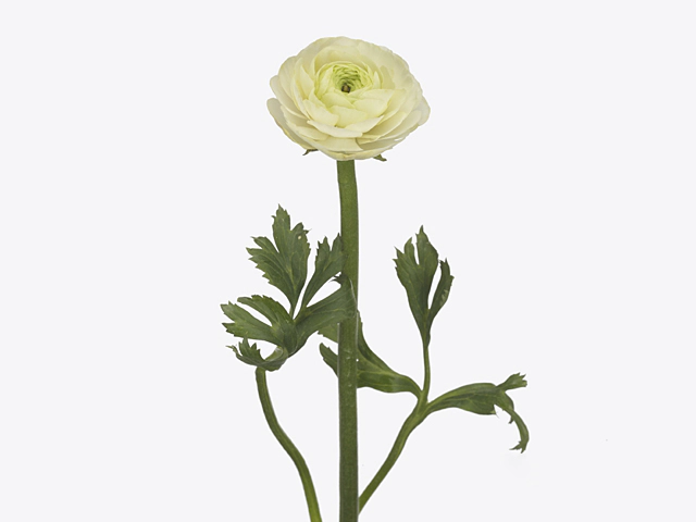 Ranunculus asiaticus 'Real Amalfi'