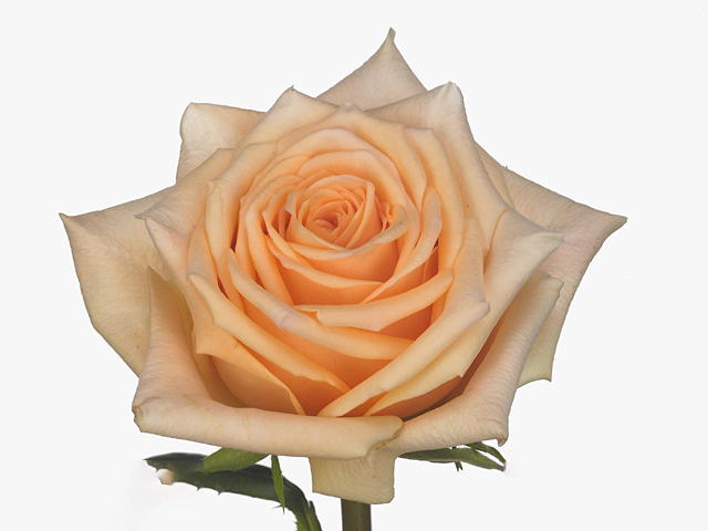 Роза крупноцветковая "Prosecco"