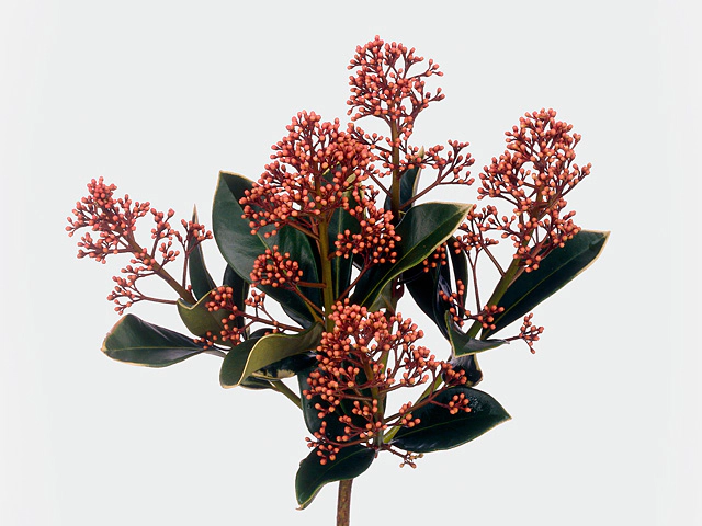 Skimmia japonica 'Pink Panther' per bunch