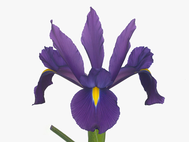 Iris (Dutch Iris Grp) Rio Grande