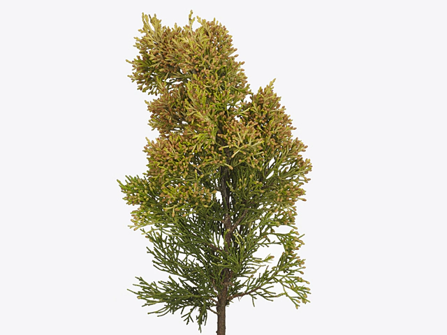 Juniperus chinensis 'Aurea'
